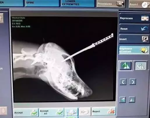 金毛被主人狂砍上百刀，咽气前还在微笑：我会一直陪着你...