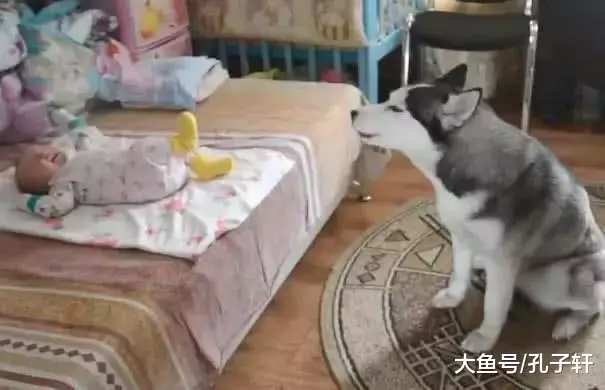 二哈第一次照顾宝宝没经验，听到哭声十分慌张，最后的举动亮了