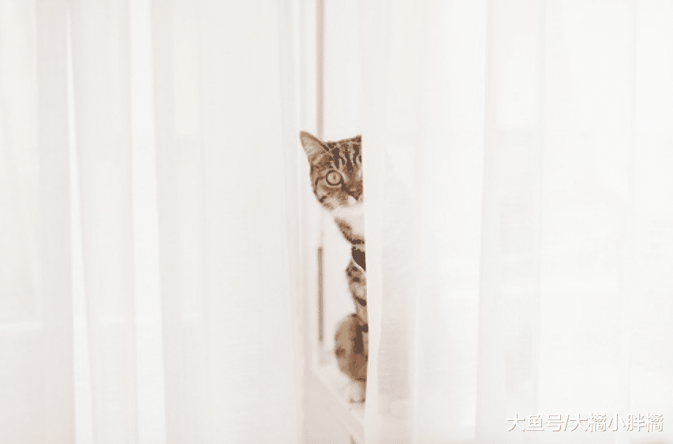 养猫最“忌讳”让猫咪忍耐这5件事，如果你不管，猫咪会越想越气