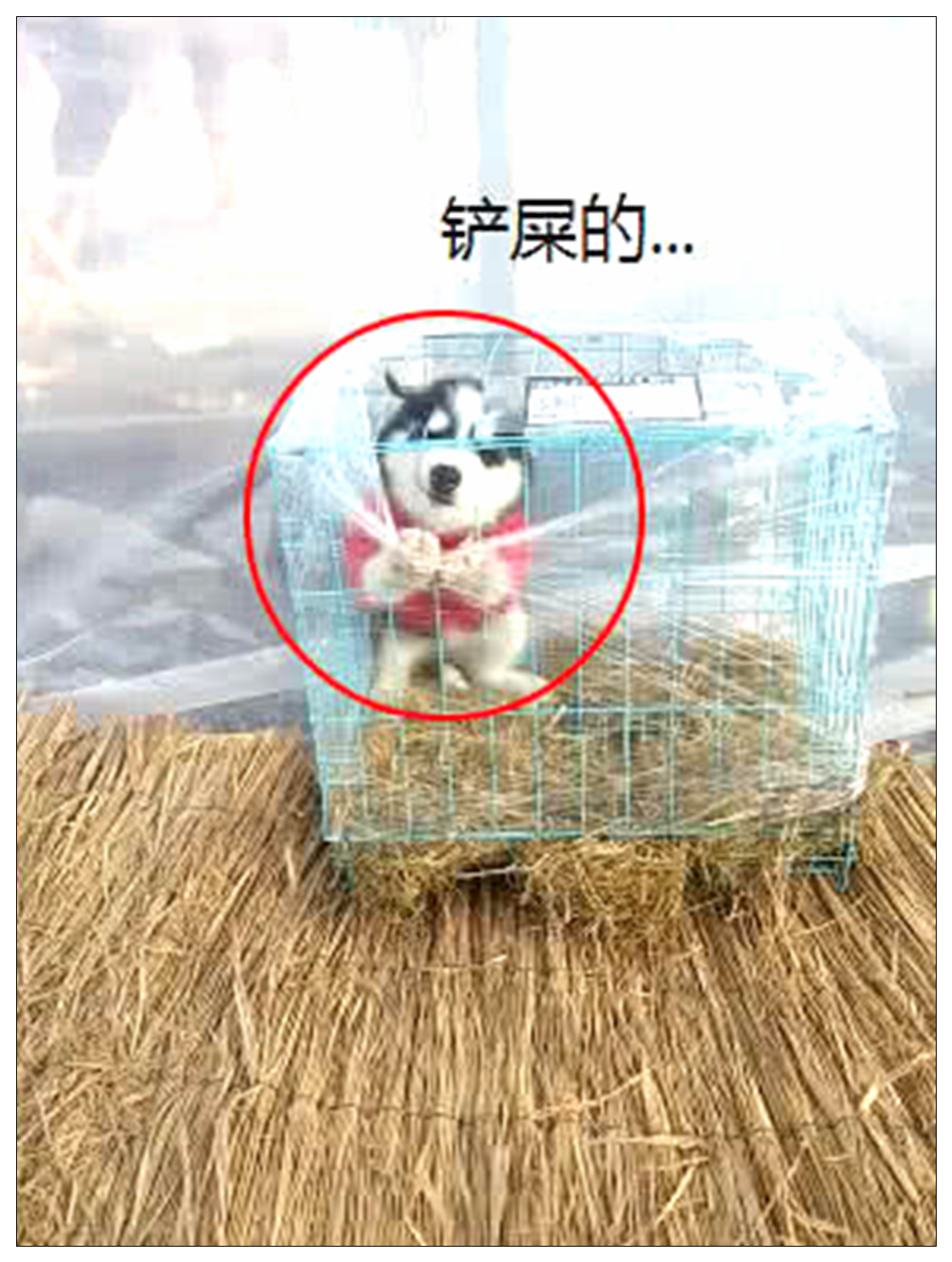 男子网购一只二哈，去快递点接它时，低头一看吓到不敢要了！