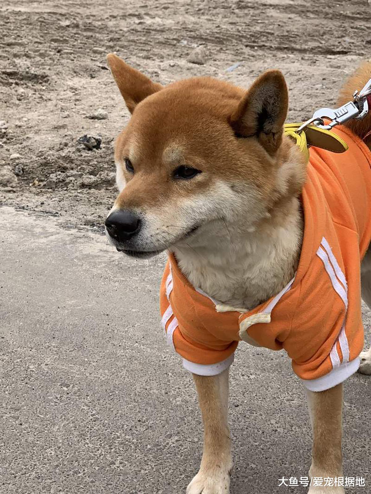 柴犬路边卖烤地瓜，只收钱不找钱，生意火爆整条街