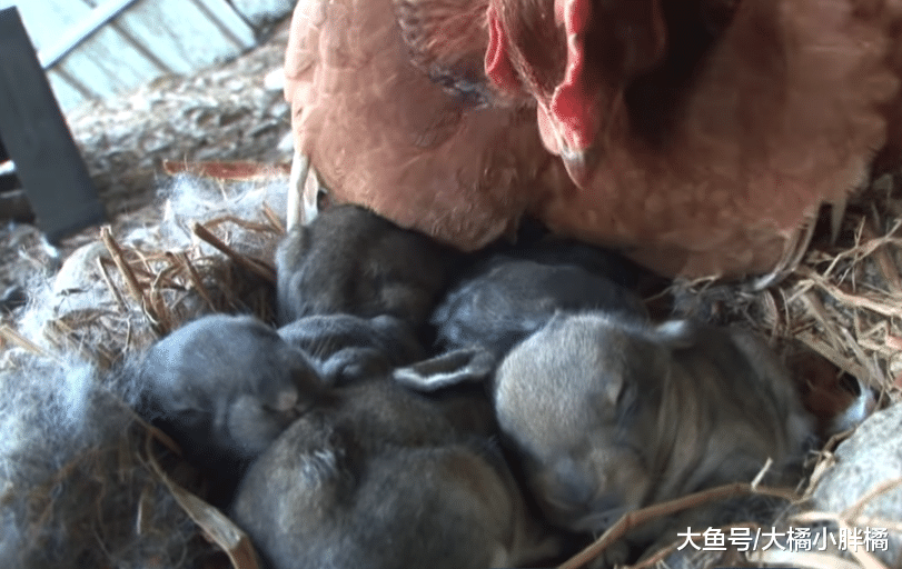 母鸡照顾小兔子，兔妈妈却对其不闻不问，得知原因后很佩服兔妈妈