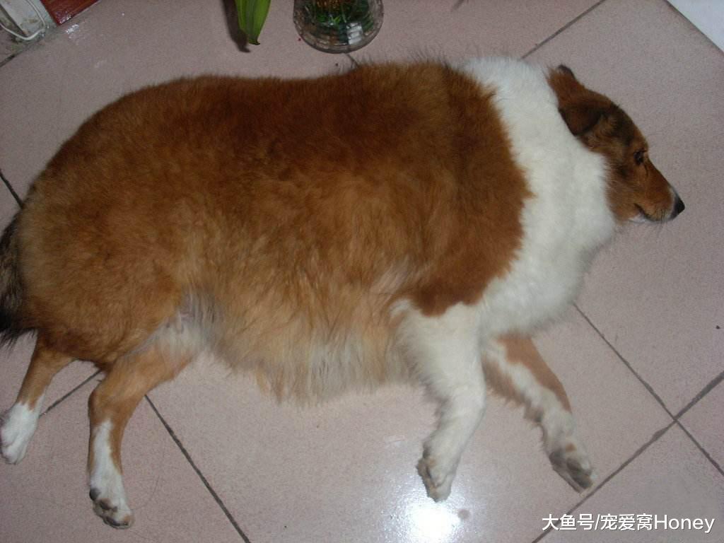 怎樣看狗狗肥胖呢，很多主人現在還不知道其中原因！