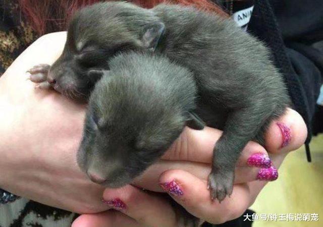 女孩在野外捡了一窝小奶狗，带回家养了7天，发现好像有点不对