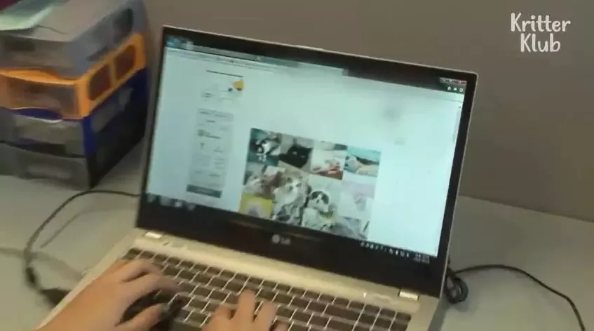 因为爱，这只橘猫爆瘦成一道闪电