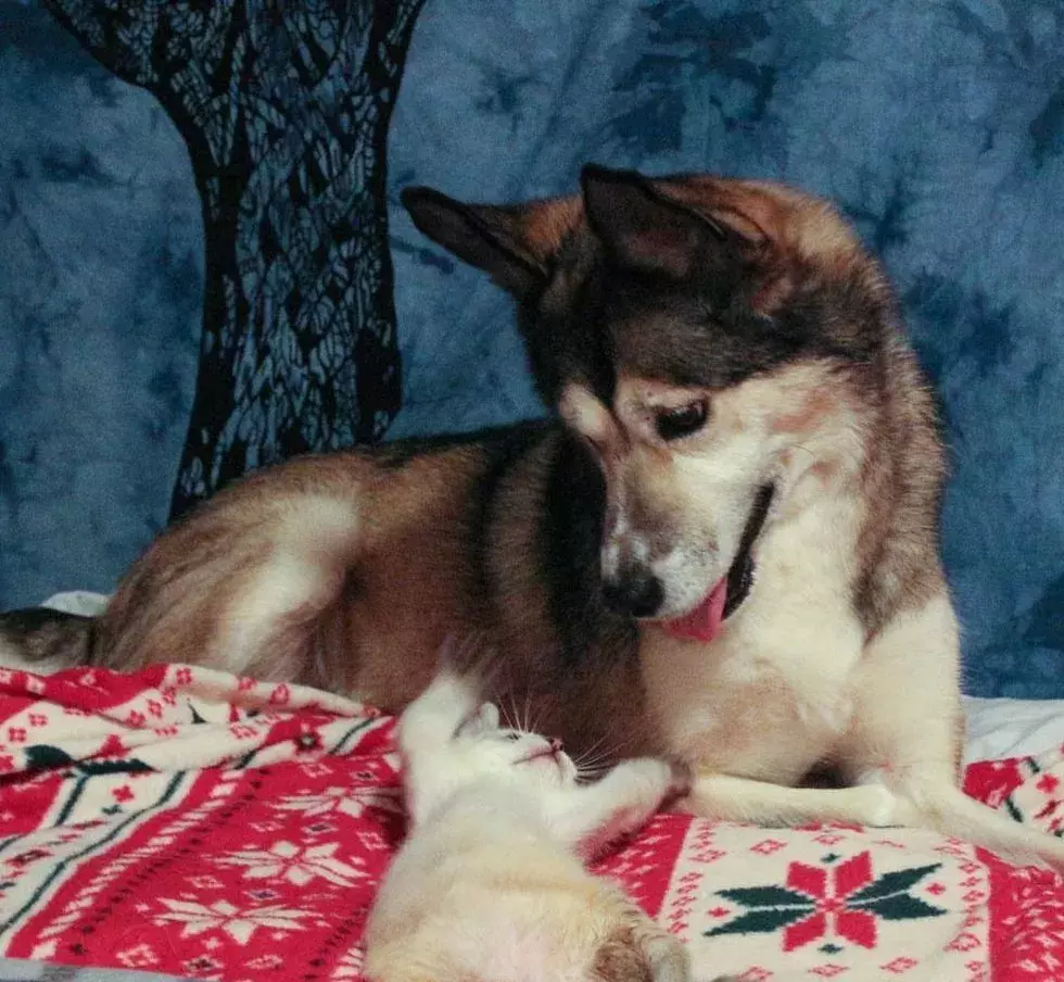 瘫痪小猫被亲妈遗弃，隔壁二哈：你不养，我养！