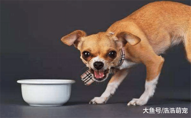 狗狗爱一个人会有5种表现, 养狗的仔细观察一下, 你家的有没有?