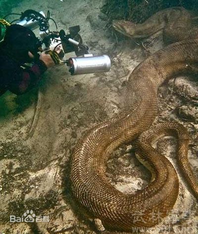 动物世界：盘点世界最大的十种蟒蛇