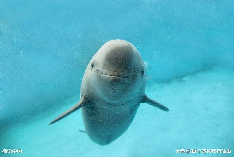 濒危物种——白鳍豚，这么可爱的生物不知道还能生存多久