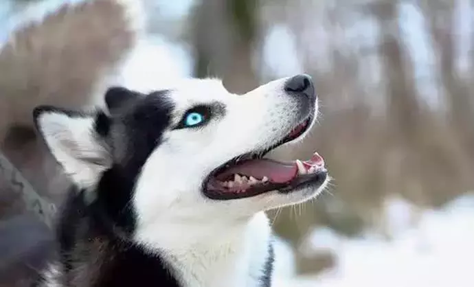 美國一男子多次性侵哈士奇, 錄視頻上傳網絡被捕