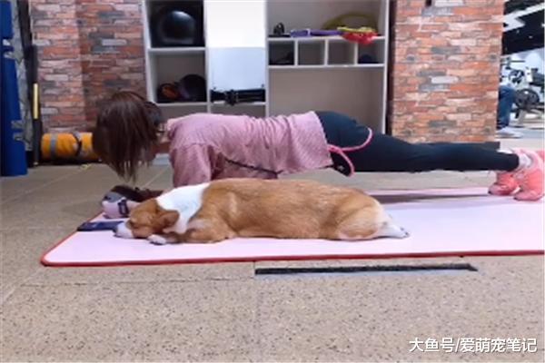 柯基做平板支撑，结果却发现睡着了，汪：尽力了，请原谅我腿太短