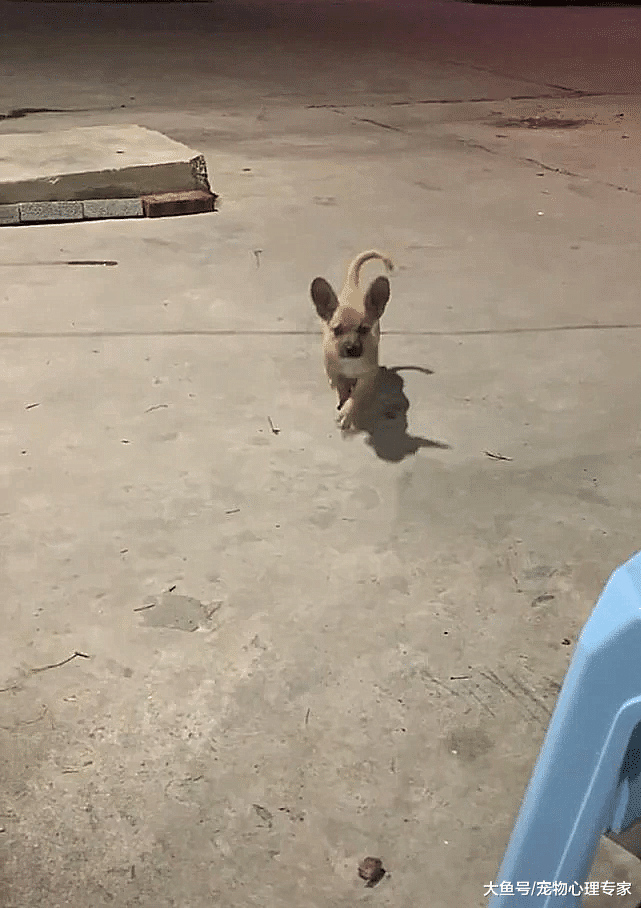 男子养了只土狗，半年后朋友去看时却乐了，亲爹之谜解开了