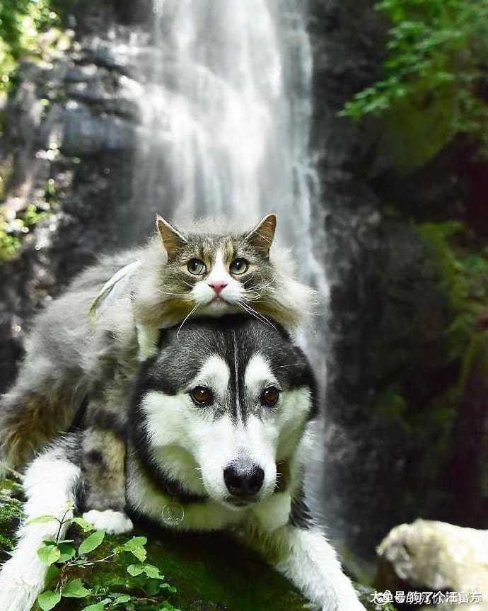 正所谓穷寇莫追，这反转太刺激了