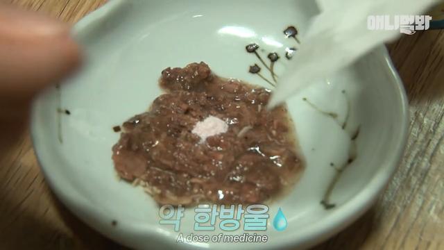 睡着了就会变成恶魔, 萌猫每晚抓伤主人, 只因它会做噩梦并且梦游