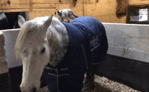 这只猫每天都要骑着白马漫步山林，这是什么童话故事情节？！