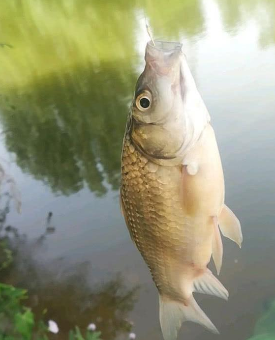 别再用蚯蚓了，此钓鱼“食材”我国仅有，1天80斤大鱼，让你天天满载而归