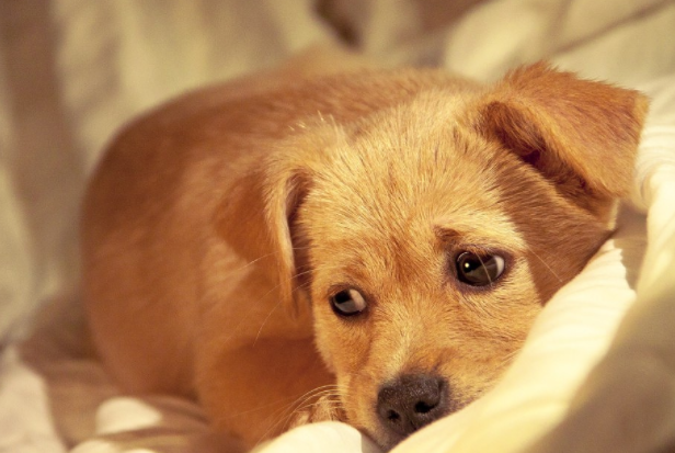 每天遛狗好处多多，不单单是为了释放它们旺盛的精力