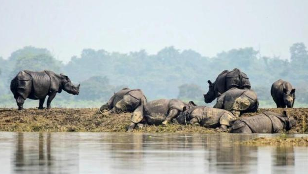 洪水退后回家见床上躺了只大猫，揉揉眼再看：妈啊，真的是大猫