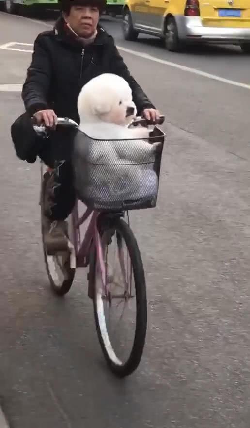 车篓里坐着白色物体, 男子看清后笑出声, 网友: 这是小时候的我