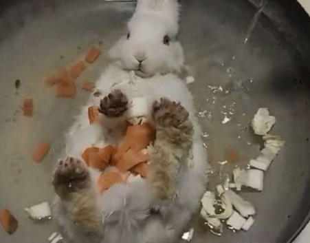 女子故意将兔子放进锅里，放上配菜和姜蒜，结果兔子的表现绝了