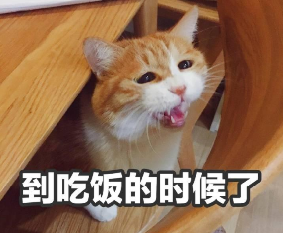 橘猫跟同伴抢零食，直接站起来，连脚尖都在用力，难怪这么胖