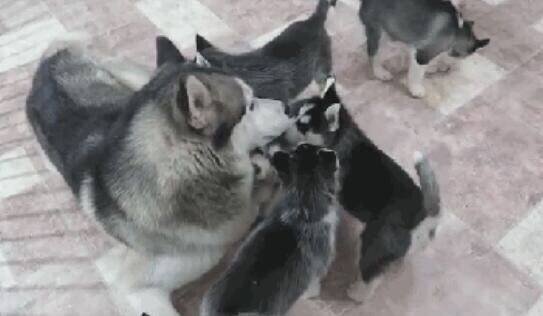 哈士奇一窝生了九只狗崽，从此房间里不敢放东西