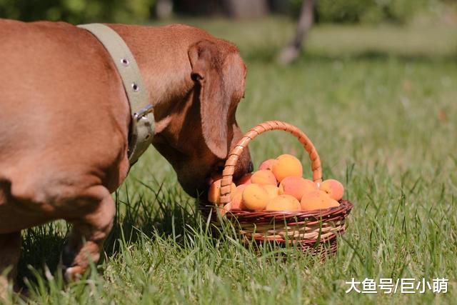 敏感的狗狗，舔一口加葱的汤都会死，更别说这6种食物了