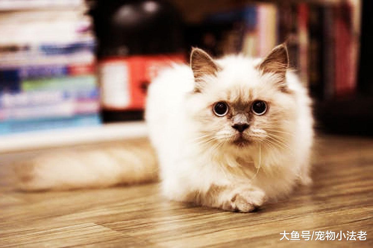 很多铲屎官认为让猫咪受冻，会让毛发变漂亮，这是真的吗？