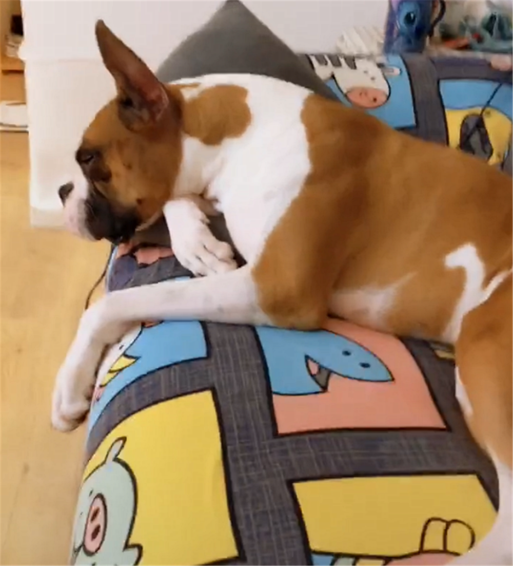 主人給猛犬涂彩色指甲，狗子一臉嫌棄，狗：快給我擦干凈……