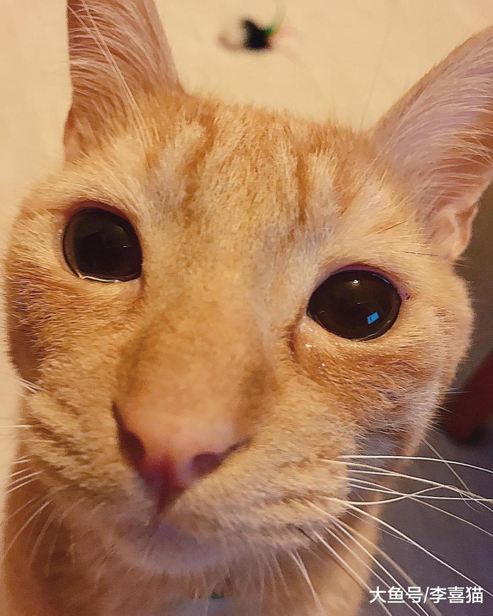 看到猫咪流泪别忙着陶醉和脑补, 猫咪的眼泪跟情绪化并没任何关系