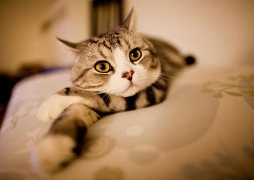 为什么人模仿猫咪叫声，猫咪会有回应？难道只是本能反应？