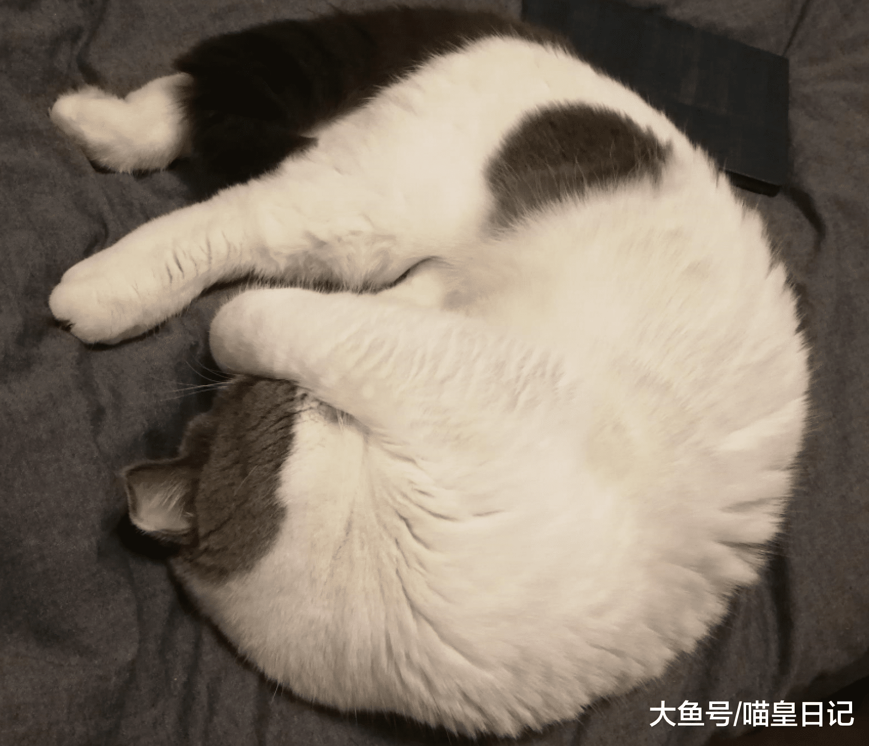 每天都和喵星人睡在同一张床上是种什么感觉？网友：经常被它踩醒