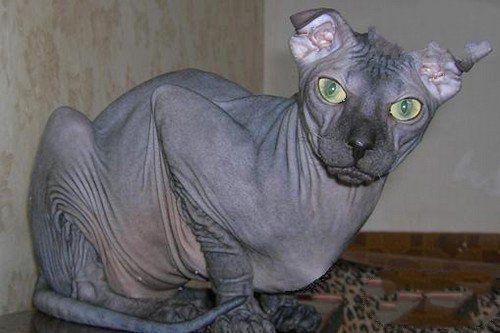 世界10大最奇特的猫品种, 第五眼睛如宝石, 第七长着一张狗脸