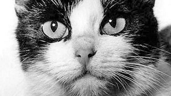 是谁在太空留下了第一个猫爪印?