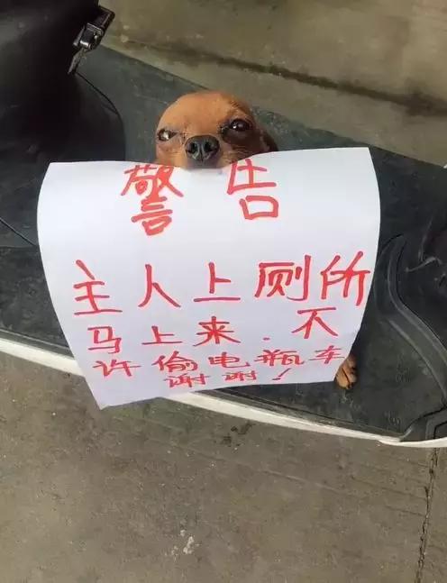 网友想去上厕所，又担心车被偷，看了一眼狗，想到了一个好办法