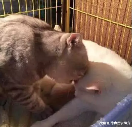 网友花大价钱买了一只蓝猫，长大后，网友：可以退货吗？