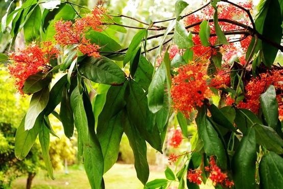 无忧花如何种植？无忧花的正确繁殖方法有哪些