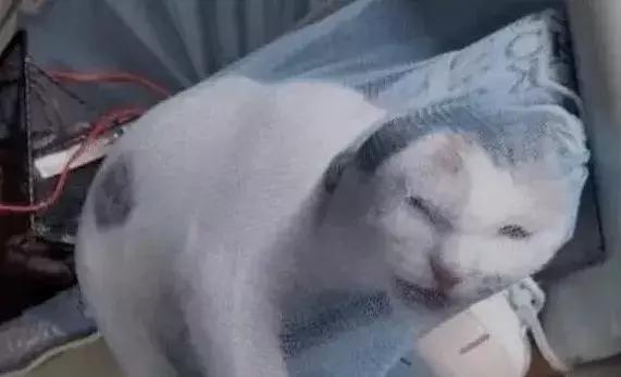 萌宠奇闻趣事: 女大学生回到宿舍, 看到自己床上这幕, 不淡定了!