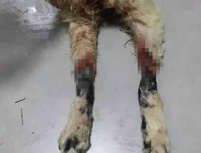 金毛因意外失去四肢后变成短腿柯基，凭借乐观精神成为英雄治愈犬