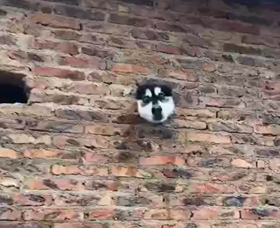 阿拉跟主人回農村，鉆墻洞看墻外，狗：瞅啥瞅，旁邊洞給你留的…