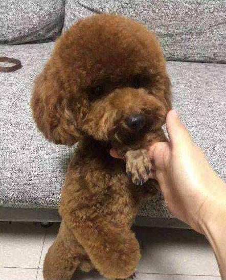 泰迪只有10-12岁, 等泰迪犬老了, 这样养肯定多活几年!