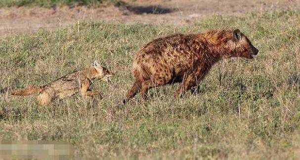 胡狼饿昏了头去捕捉比自己强大的鬣狗, 还真是自不量力阿