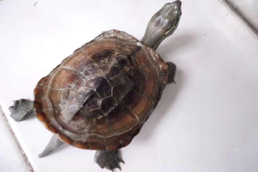 养龟新思路，乌龟干养到底行不行？