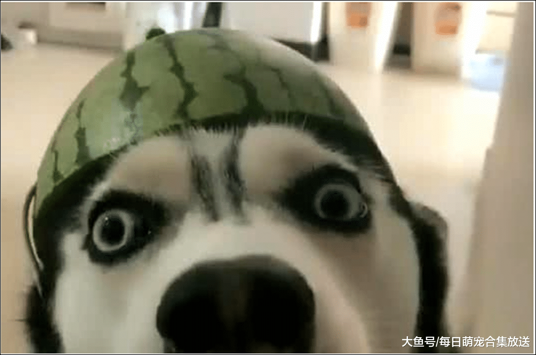 男子吃完西瓜，发现二哈有点不对劲，看清后赶紧拍照发朋友圈