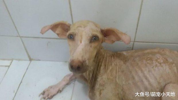 沙滩上坐一只格格不入的流浪狗，只因没人愿意对她付出一点点关心