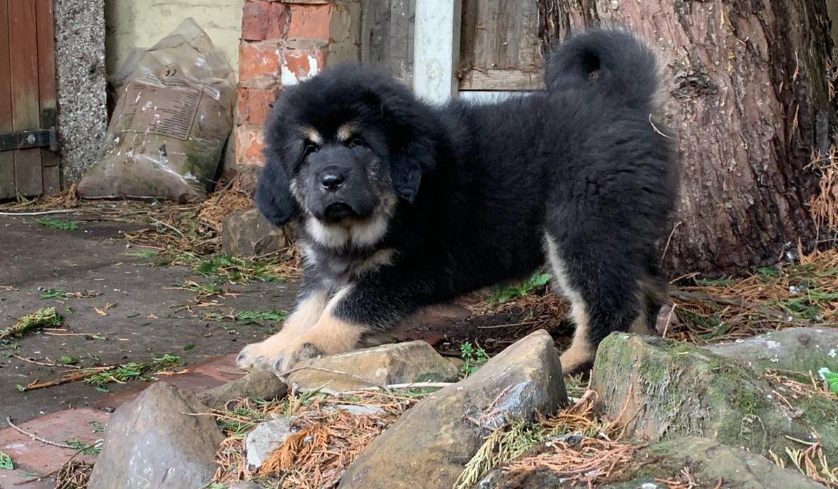 藏獒打不赢老虎我们都知道，那它能打赢雌狮吗？