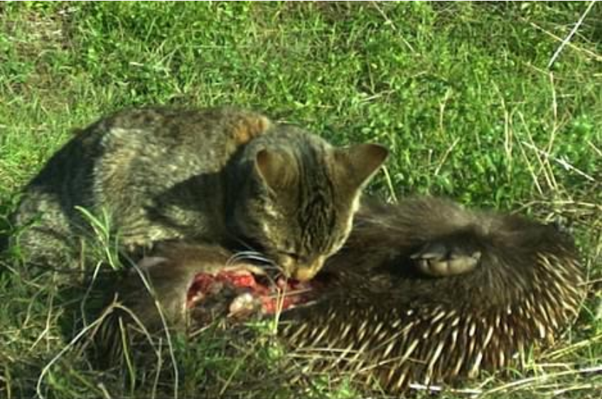 他不顾骂名一心要当猫的天敌，在20年里杀害1400多只猫！是慈悲还是残忍？