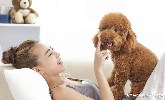 养泰迪犬时间长了，发觉自己有了这些“怪毛病”，你有吗？