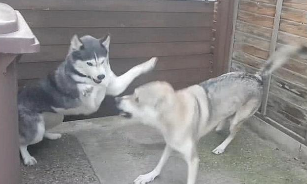 二哈拆家屡教不改，主人狠心将它和狼关一起，结果狗子的反应亮了