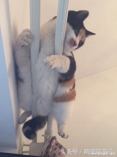 去朋友家做客，感觉被幽怨的眼神盯着，抬头一看笑喷了